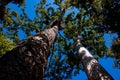 Twin Kauri Pines (Agathis Robusta)