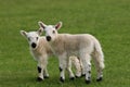 Twin Lambs