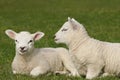 Twin Lambs