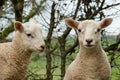 Twin lambs Royalty Free Stock Photo