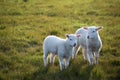 Twin Lambs consult lovingly in the late evening light