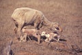 Twin lambs with Ewe