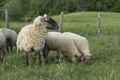 Twin lambs have grown since their birth in the spring