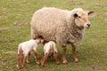 Twin lambs with mother sheep