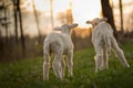 Twin Lambs in Pasture Royalty Free Stock Photo