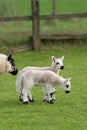 Twin Lambs in Spring Royalty Free Stock Photo