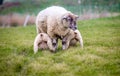 Twin lambs suckling at their mother.