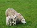 Twin lambs with their mother.