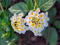 Twin lantana camara whitw flower at site Royalty Free Stock Photo
