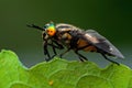 Twin-lobed deerfly, Chrysops relictus