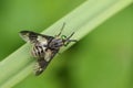 A Twin-lobed Deerfly, Chrysops relictus, on a reed.