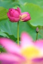 Twin lotus buds on one stalk Royalty Free Stock Photo