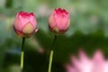 Twin lotus flower Royalty Free Stock Photo