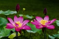 Twin lotus flower Royalty Free Stock Photo