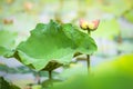 Twin lotus flower bud collecting