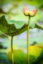 Twin lotus flower bud collecting Royalty Free Stock Photo