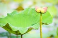 Twin lotus flower bud collecting Royalty Free Stock Photo