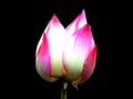 Twin lotus flower. Royalty Free Stock Photo