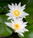 Twin lotus flower Royalty Free Stock Photo