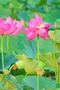 Twin lotus flowers on one stalk Royalty Free Stock Photo