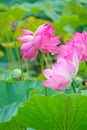 Twin lotus flowers on one stalk Royalty Free Stock Photo