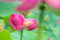 Twin lotus flowers on one stalk