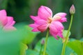 Twin lotus flowers on one stalk