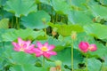 Twin lotus flowers on one stalk Royalty Free Stock Photo