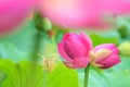 Twin lotus flowers on one stalk Royalty Free Stock Photo