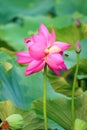 Twin lotus flowers on one stalk Royalty Free Stock Photo