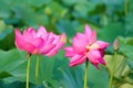 Twin lotus flowers on one stalk Royalty Free Stock Photo