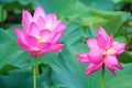 Twin lotus flowers on one stalk Royalty Free Stock Photo