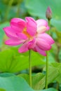 Twin lotus flowers on one stalk Royalty Free Stock Photo