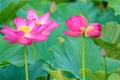 Twin lotus flowers on one stalk Royalty Free Stock Photo