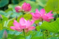 Twin lotus flowers on one stalk Royalty Free Stock Photo