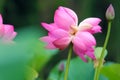 Twin lotus flowers on one stalk Royalty Free Stock Photo