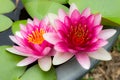 Twin Lotus Royalty Free Stock Photo