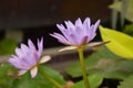 Twin lotus water lily flower blooming in garden Royalty Free Stock Photo