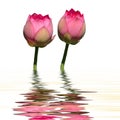 Twin lotus water reflection Royalty Free Stock Photo