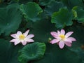 Twin Lotuses