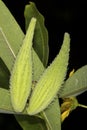 Twin milkweed seed pods at the Belding Preserve in Connecticut.