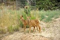 Twin Mule Deer fawns on Hillside Royalty Free Stock Photo