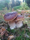 Twin mushroom boletus found in a polish forest Royalty Free Stock Photo