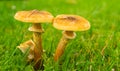 Twin Mushrooms on Grass Close-Up