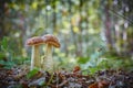 Twin mushrooms growing together in the woods. Collection of natural eco-friendly and vegetarian food. Royalty Free Stock Photo