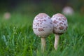 Twin Mushrooms Royalty Free Stock Photo
