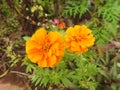 Twin orange flowers