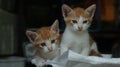 twin orange kittens staring intently with blur background