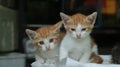 twin orange kittens staring intently