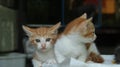 twin orange kittens staring intently and the other looking to the right